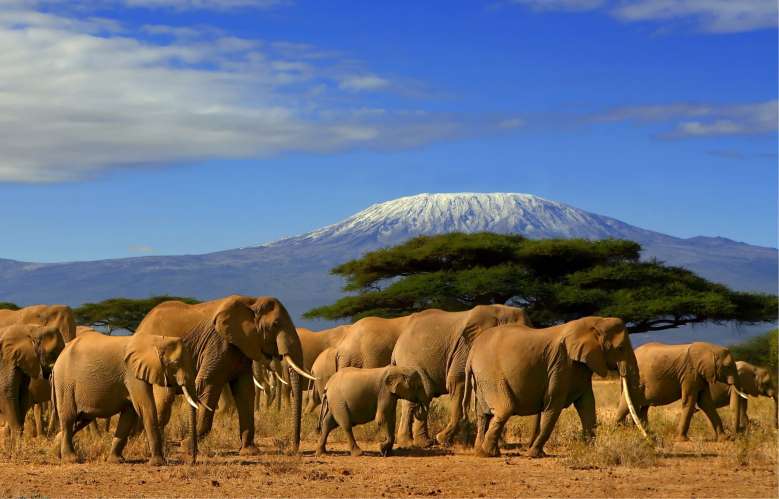 Bonne nouvelle : la population d'éléphants a doublé en 30 ans au Kenya !