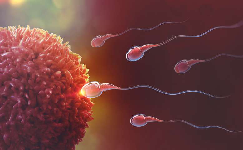 Les spermatozoïdes "ne nagent pas" comme nous le pensions d'après cette nouvelle étude