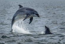 Et si vous deveniez observateur de dauphins en Normandie ?