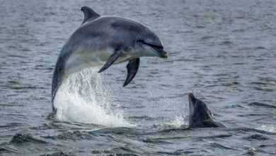 Et si vous deveniez observateur de dauphins en Normandie ?