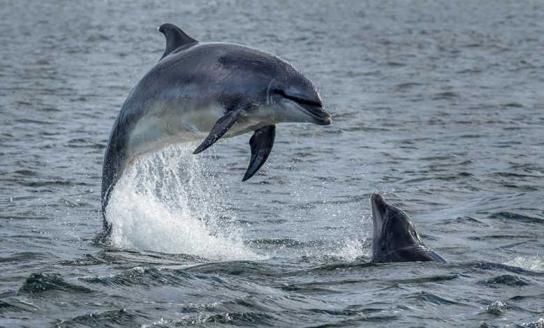Et si vous deveniez observateur de dauphins en Normandie ?