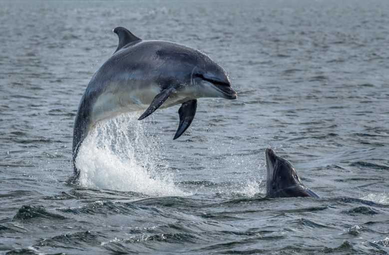 Et si vous deveniez observateur de dauphins en Normandie ?
