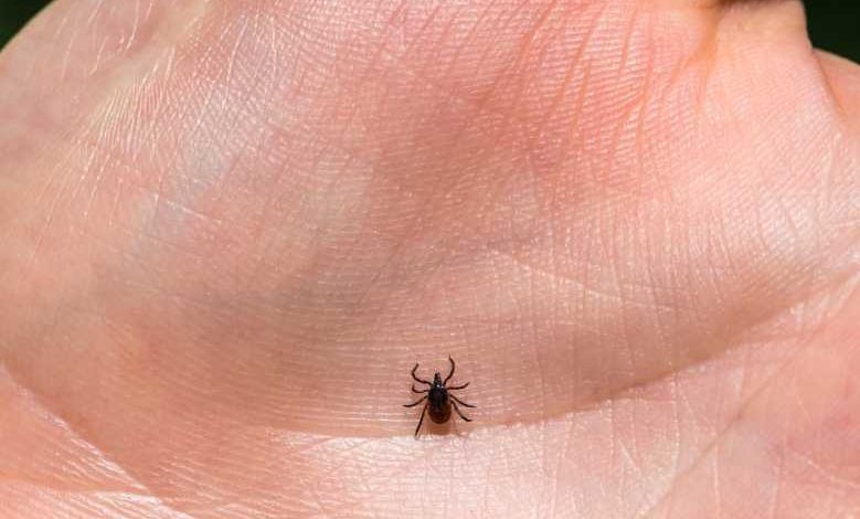 Maladie de Lyme : un laboratoire nantais espère lancer un vaccin d'ici 2025