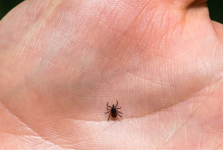 Maladie de Lyme : un laboratoire nantais espère lancer un vaccin d'ici 2025