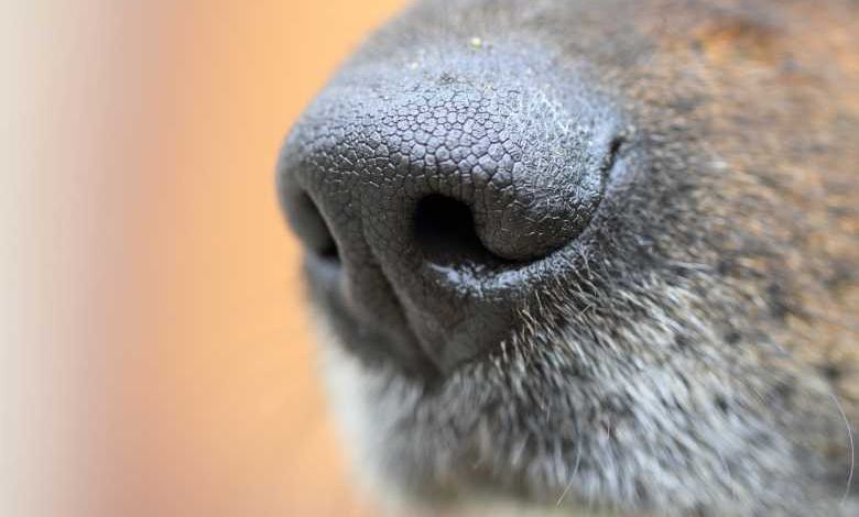 Covid-19 : bientôt un dépistage par des chiens renifleurs ?