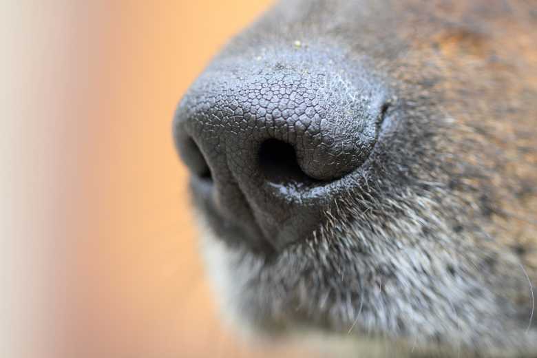 Covid-19 : bientôt un dépistage par des chiens renifleurs ?