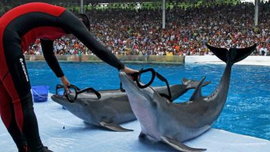 Barbara Pompili annonce "la fin progressive" des animaux dans les cirques et les delphinariums