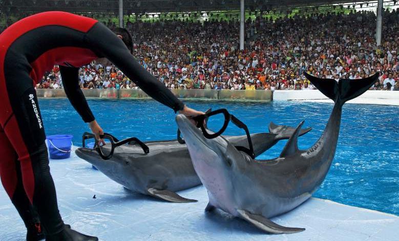 Barbara Pompili annonce "la fin progressive" des animaux dans les cirques et les delphinariums