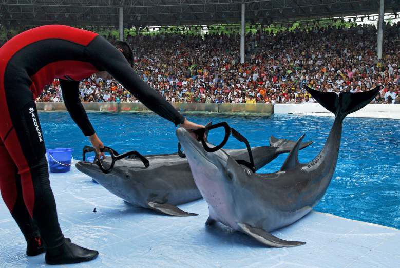 Barbara Pompili annonce "la fin progressive" des animaux dans les cirques et les delphinariums