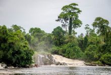 Le gouvernement camerounais abandonne définitivement l'idée d'exploiter 68 000 hectares de la forêt d'Ebo !
