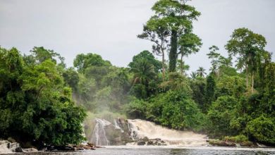 Le gouvernement camerounais abandonne définitivement l'idée d'exploiter 68 000 hectares de la forêt d'Ebo !