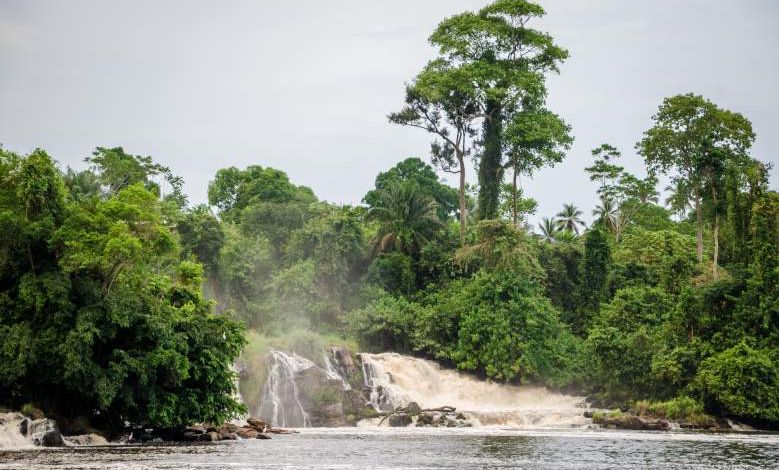 Le gouvernement camerounais abandonne définitivement l'idée d'exploiter 68 000 hectares de la forêt d'Ebo !