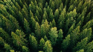 D'après ce rapport, il faudrait planter un arbre par an et par habitant pendant 30 ans pour sauvegarder les forêts françaises