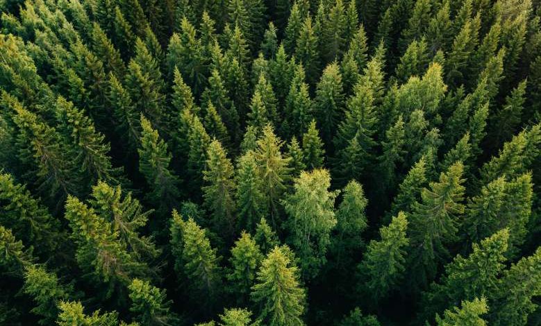 D'après ce rapport, il faudrait planter un arbre par an et par habitant pendant 30 ans pour sauvegarder les forêts françaises
