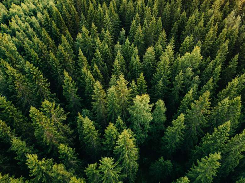 D'après ce rapport, il faudrait planter un arbre par an et par habitant pendant 30 ans pour sauvegarder les forêts françaises