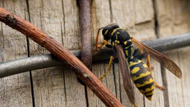 Pourquoi il faut arrêter d'écraser les guêpes, ces insectes si utiles pour l'environnement