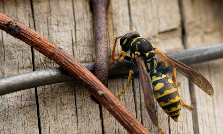 Pourquoi il faut arrêter d'écraser les guêpes, ces insectes si utiles pour l'environnement