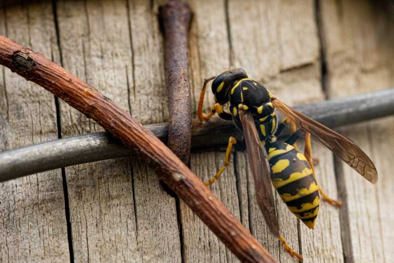 Pourquoi il faut arrêter d'écraser les guêpes, ces insectes si utiles pour l'environnement