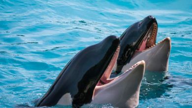 En Espagne, les orques s’attaquent aux bateaux et les experts ignorent pourquoi !