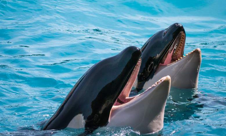 En Espagne, les orques s’attaquent aux bateaux et les experts ignorent pourquoi !