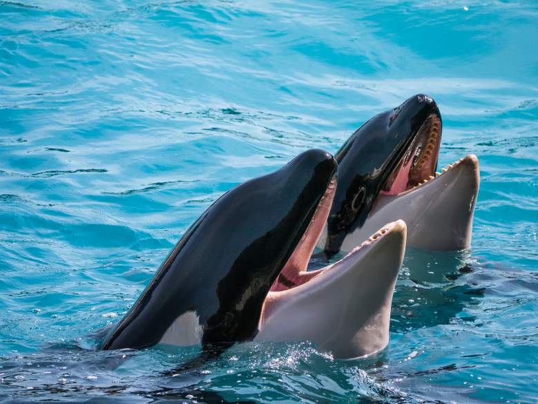 En Espagne, les orques s’attaquent aux bateaux et les experts ignorent pourquoi !