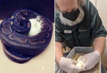 Ce python royal a pondu des œufs sans avoir été en contact avec un mâle depuis une dizaine d’années