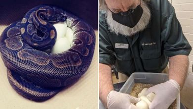 Ce python royal a pondu des œufs sans avoir été en contact avec un mâle depuis une dizaine d’années