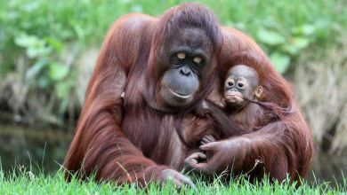Un appel aux dons pour sauver une forêt de Bornéo peuplée d'Orangs-Outans !