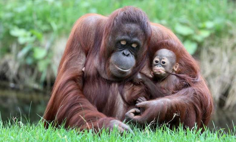 Un appel aux dons pour sauver une forêt de Bornéo peuplée d'Orangs-Outans !