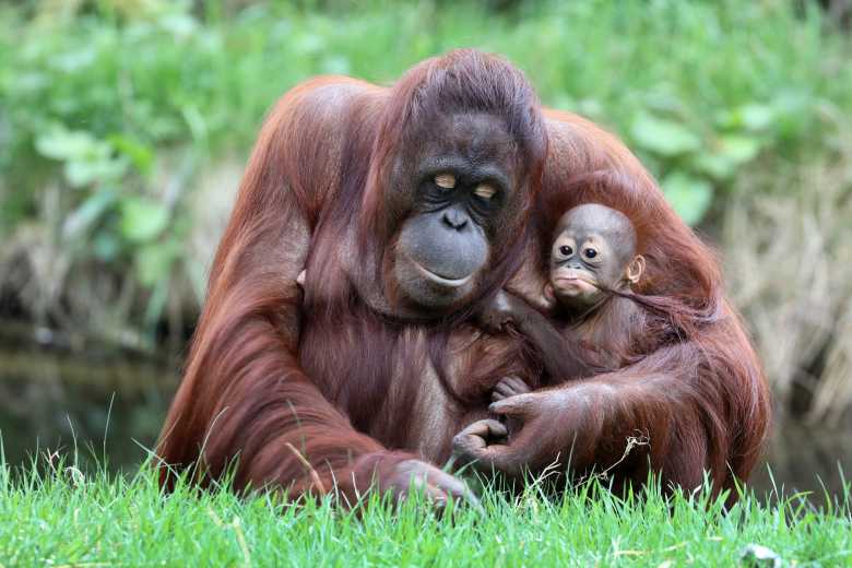Un appel aux dons pour sauver une forêt de Bornéo peuplée d'Orangs-Outans !