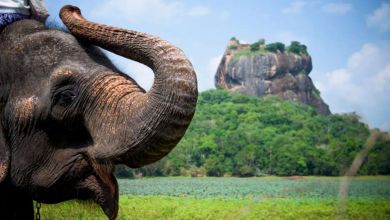 Environnement : le Sri Lanka interdit l'importation du plastique pour sauver les éléphants