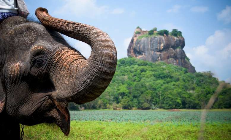 Environnement : le Sri Lanka interdit l'importation du plastique pour sauver les éléphants