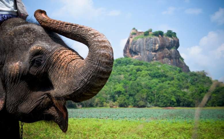 Environnement : le Sri Lanka interdit l'importation du plastique pour sauver les éléphants