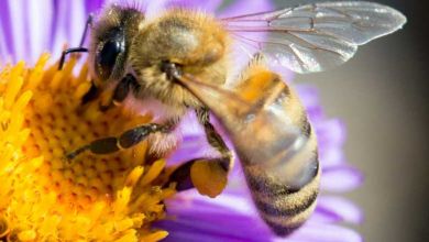 Selon une étude australienne, le venin d'abeille pourrait vaincre certains cancers du sein !