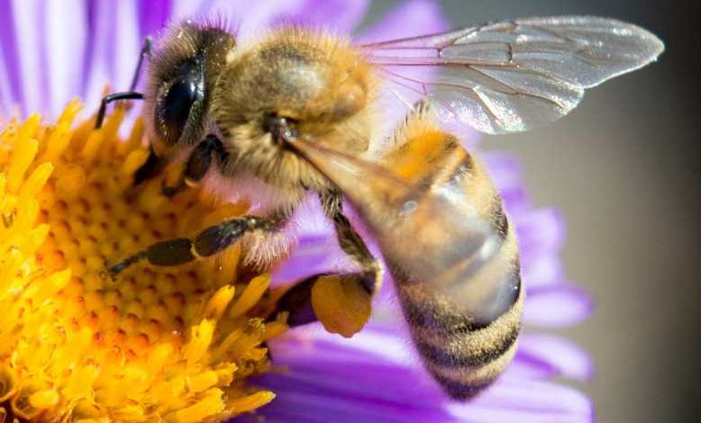 Selon une étude australienne, le venin d'abeille pourrait vaincre certains cancers du sein !
