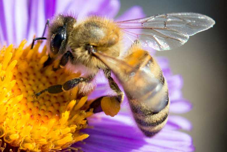 Selon une étude australienne, le venin d'abeille pourrait vaincre certains cancers du sein !