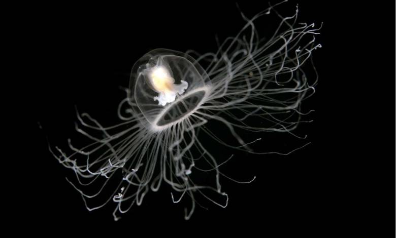 Dans le monde animal il existe deux espèces « potentiellement immortelles »