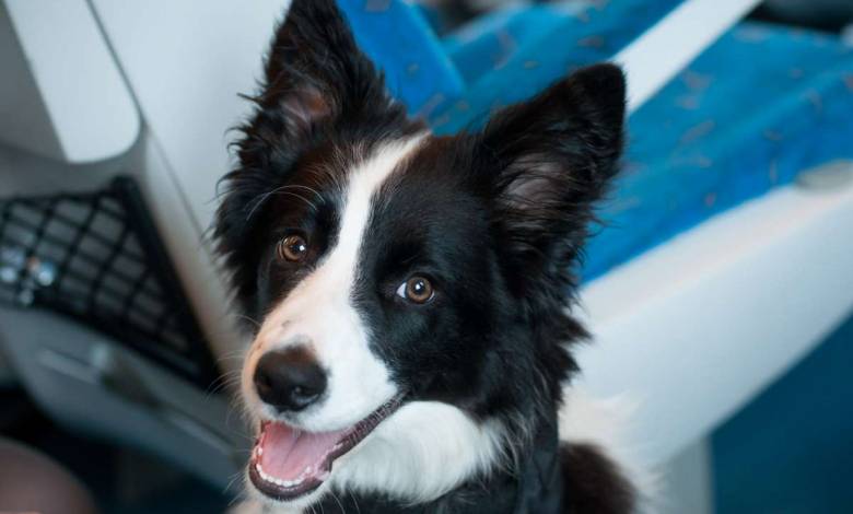 Les Anges du Rail, ces hommes et femmes au grand cœur ont permis l'adoption de centaines d'animaux !