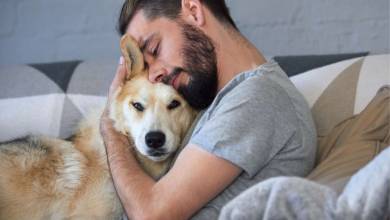 Dire "je t'aime" à son chien augmente son rythme cardiaque, le caresser le ferait descendre selon cette étude