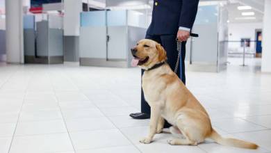 Finlande : les chiens renifleurs désormais en poste à l'aéroport pour détecter la Covid-19