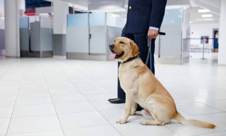 Finlande : les chiens renifleurs désormais en poste à l'aéroport pour détecter la Covid-19
