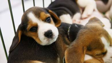 Cause Animale : la SPA demande l’interdiction de vente en animalerie