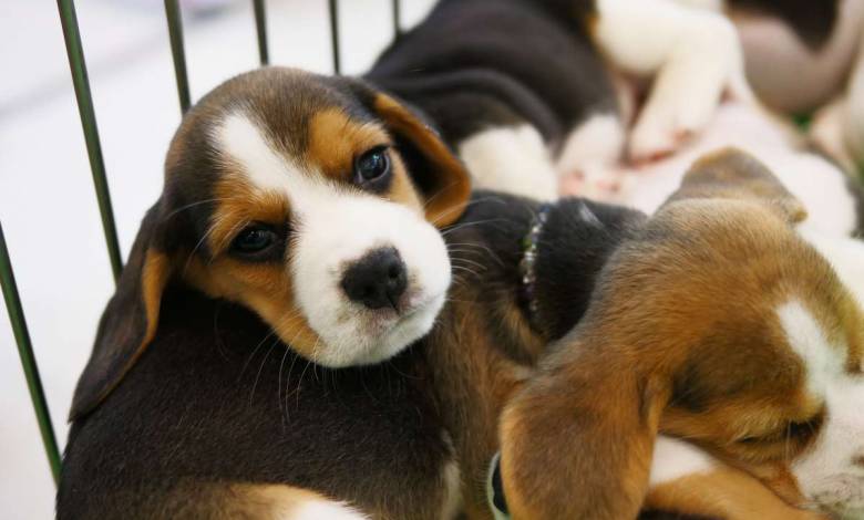 Cause Animale : la SPA demande l’interdiction de vente en animalerie