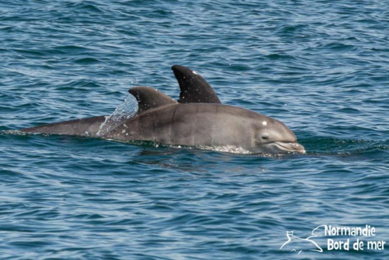 Portrait : Découvrez les magnifiques images de Jean Louis Perrin, observateur de dauphins en Normandie