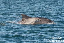 Portrait : Découvrez les magnifiques images de Jean Louis Perrin, observateur de dauphins en Normandie