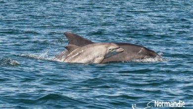 Portrait : Découvrez les magnifiques images de Jean Louis Perrin, observateur de dauphins en Normandie