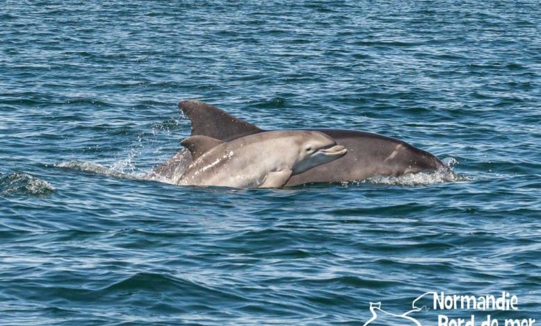 Portrait : Découvrez les magnifiques images de Jean Louis Perrin, observateur de dauphins en Normandie