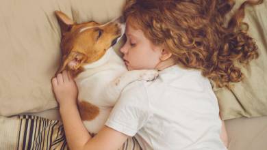 On vous donne 5 bonnes raisons de laisser votre chien dormir auprès de vous !