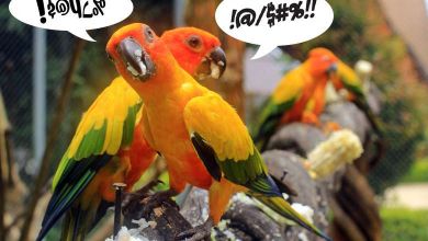 Insolite : cinq perroquets d'un zoo mis à l'isolement car ils insultaient les visiteurs...