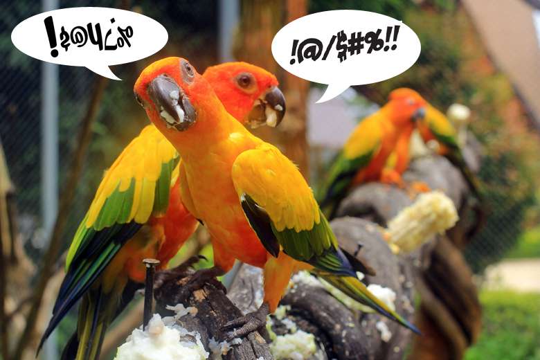 Insolite : cinq perroquets d'un zoo mis à l'isolement car ils insultaient les visiteurs...